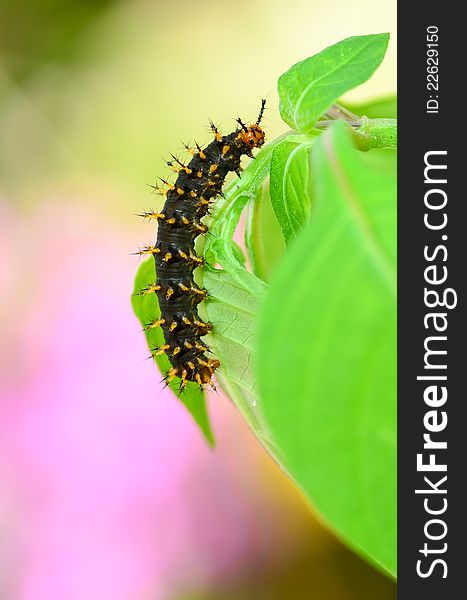 Caterpillar of Blue Moon Butterfly