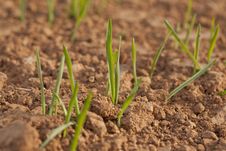 Green Shoots Royalty Free Stock Photography Green Shoots Royalty Free Stock Photography