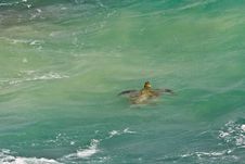 Sea Turtle In Green Tropical Water Royalty Free Stock Photography Sea Turtle In Green Tropical Water Royalty Free Stock Photography