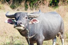 Thailand Buffalo Royalty Free Stock Image