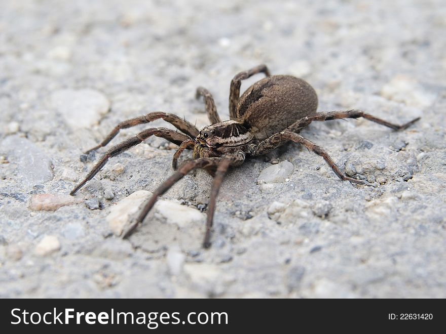 Big ground spider living near a home. Big ground spider living near a home