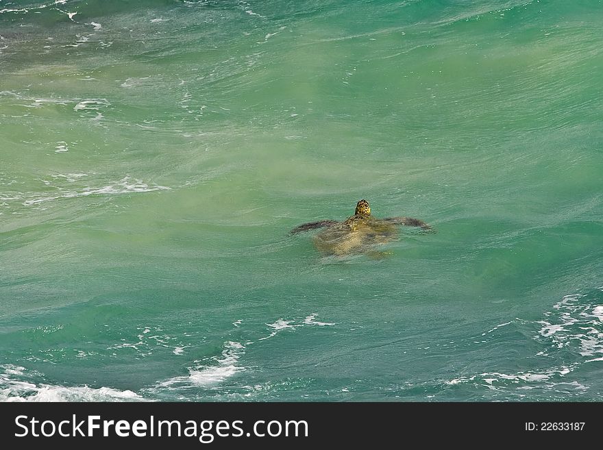 Sea Turtle In Green Tropical Water