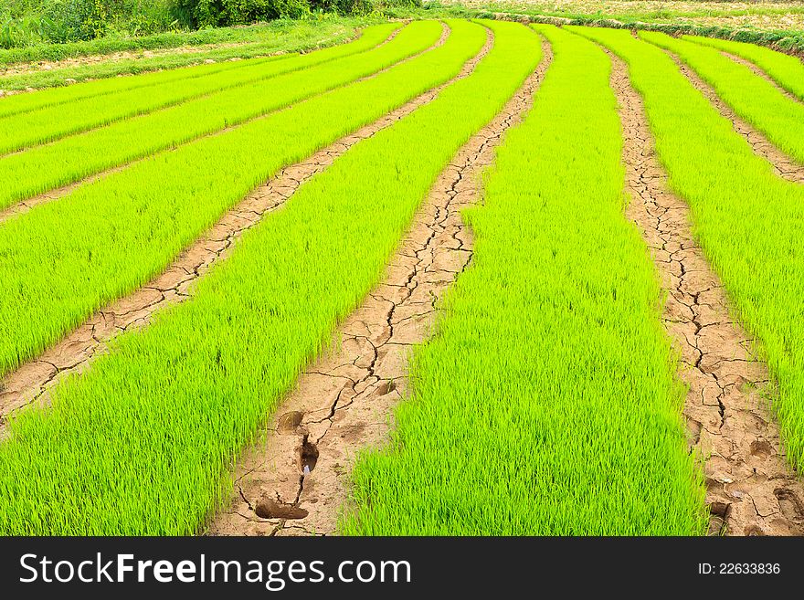 Young field rice green plant in the countryside of Thailand