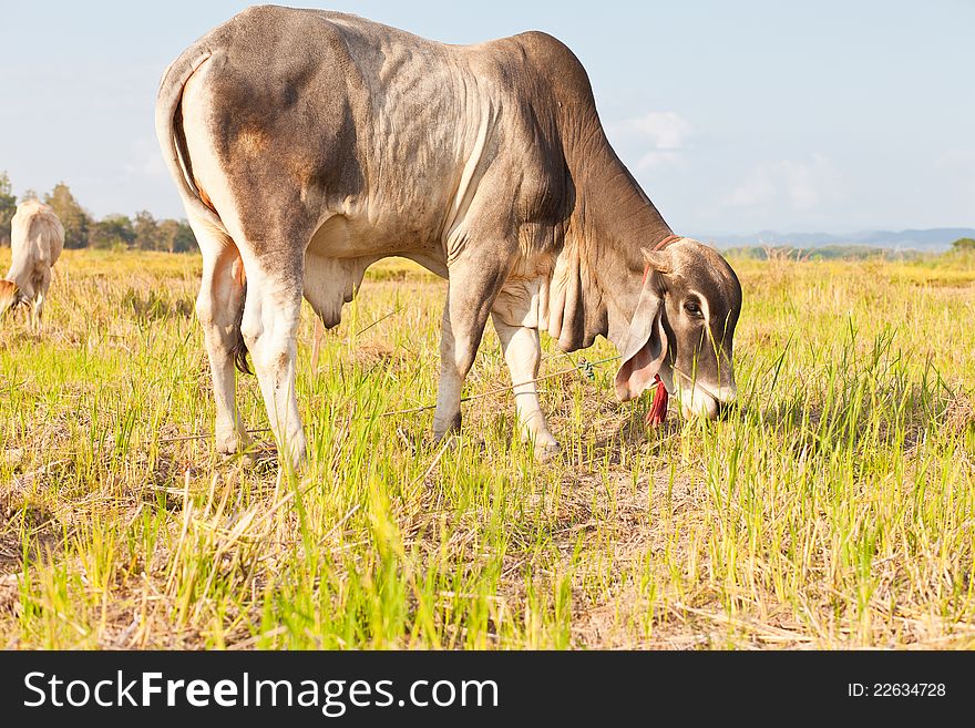 Image of asian cow eating the grass on the field