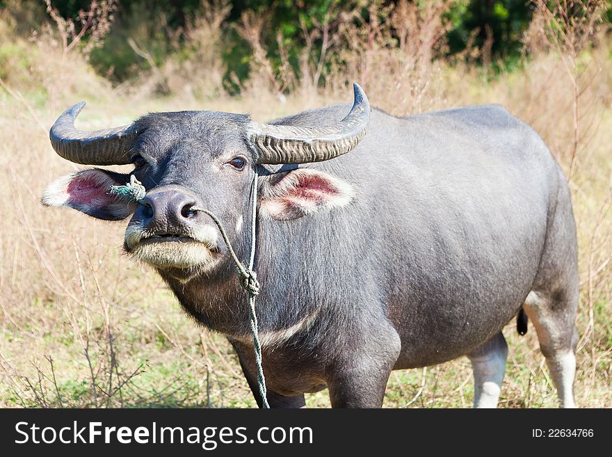 Image of Thailand buffalo at flied