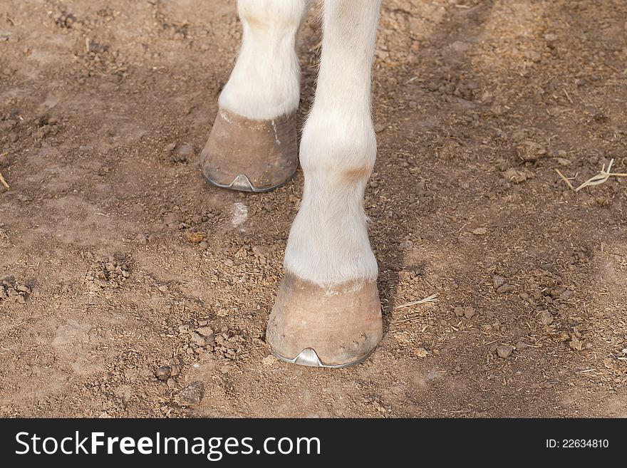 View a close up of the legs of a horse. View a close up of the legs of a horse