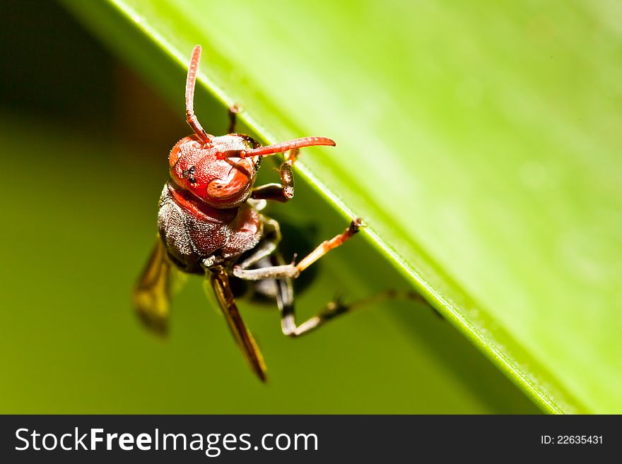 Closeup head of wasp on a green leaf