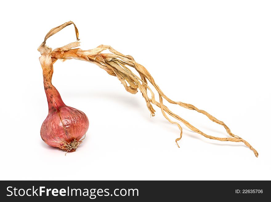 Single red onion on a white background