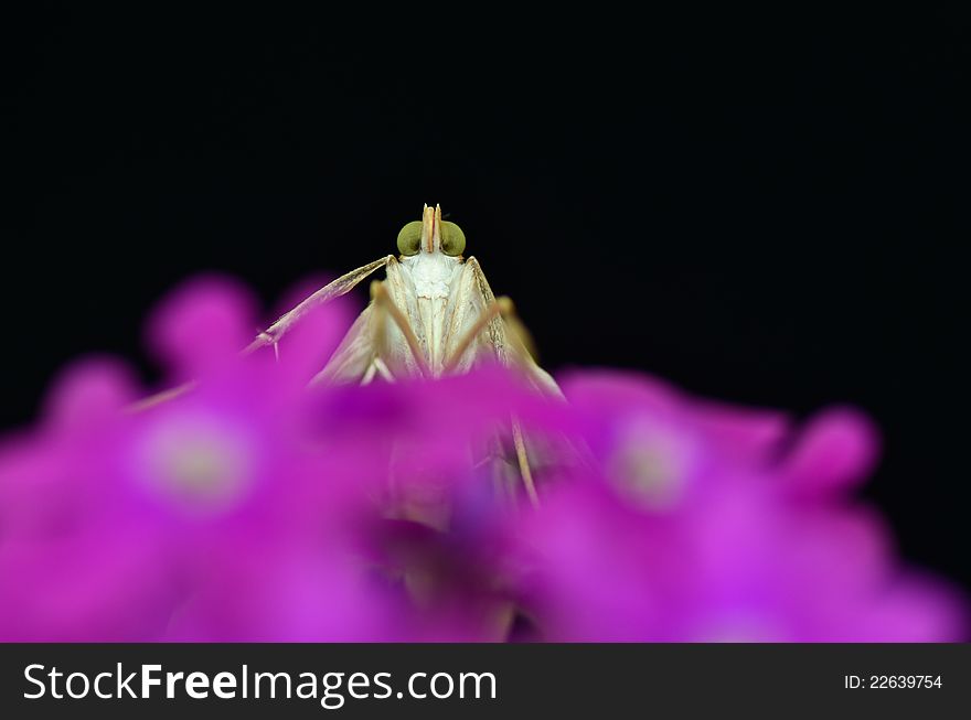 Nausinoe perspectata moth on Verbena flower