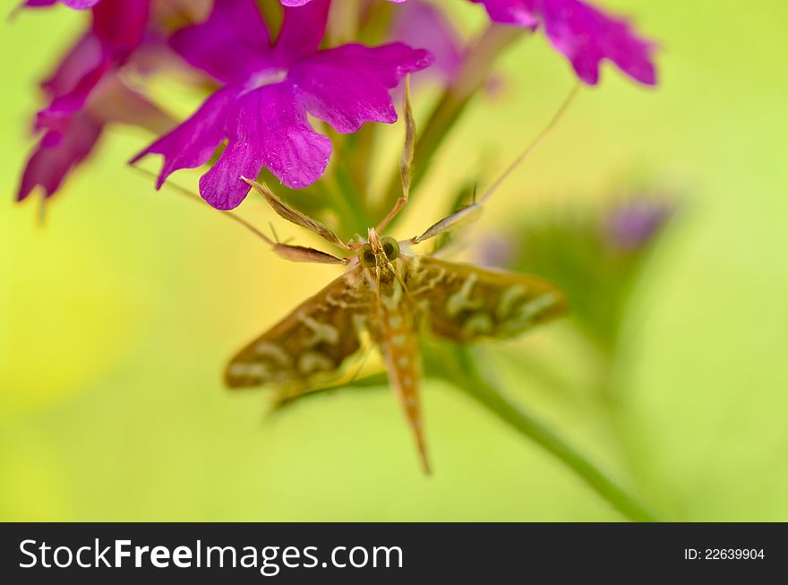 Nausinoe perspectata moth under purple flower