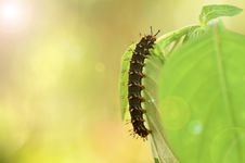 Caterpillar Of Blue Moon Butterfly Royalty Free Stock Photo