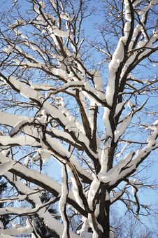 Bare Oak Tree Under Snow Stock Photo