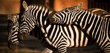 Three Zebras Royalty Free Stock Image Three Zebras Royalty Free Stock Image