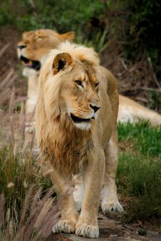 Young Male Lion Royalty Free Stock Photos