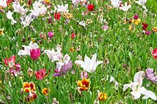 Tulips Stock Photography Tulips Stock Photography