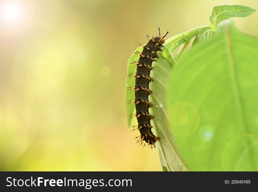 Caterpillar of Blue Moon Butterfly with sunshine background