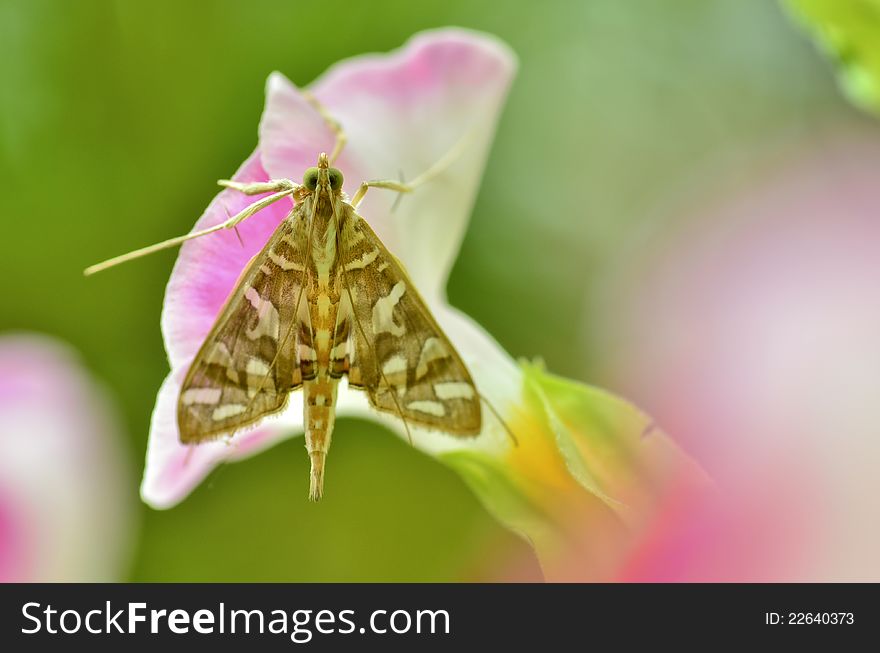 Nausinoe perspectata moth on pink flower
