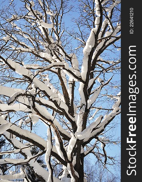 Knotty bare oak tree trunk with snow in winter forest. Knotty bare oak tree trunk with snow in winter forest