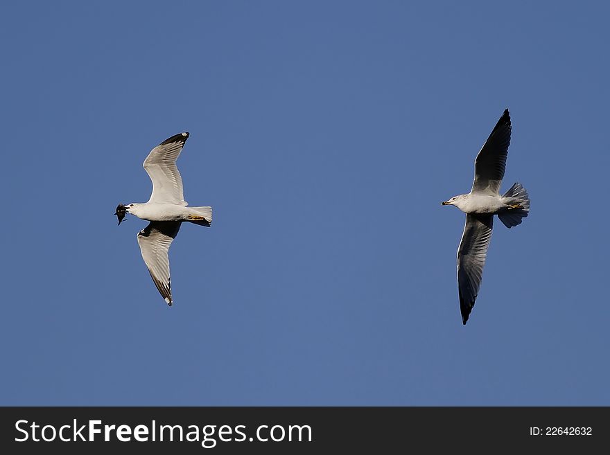 One Sea Gull chasing another to try and steal its fish. One Sea Gull chasing another to try and steal its fish.