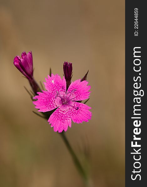 Pink Flower With Nice Background Blur