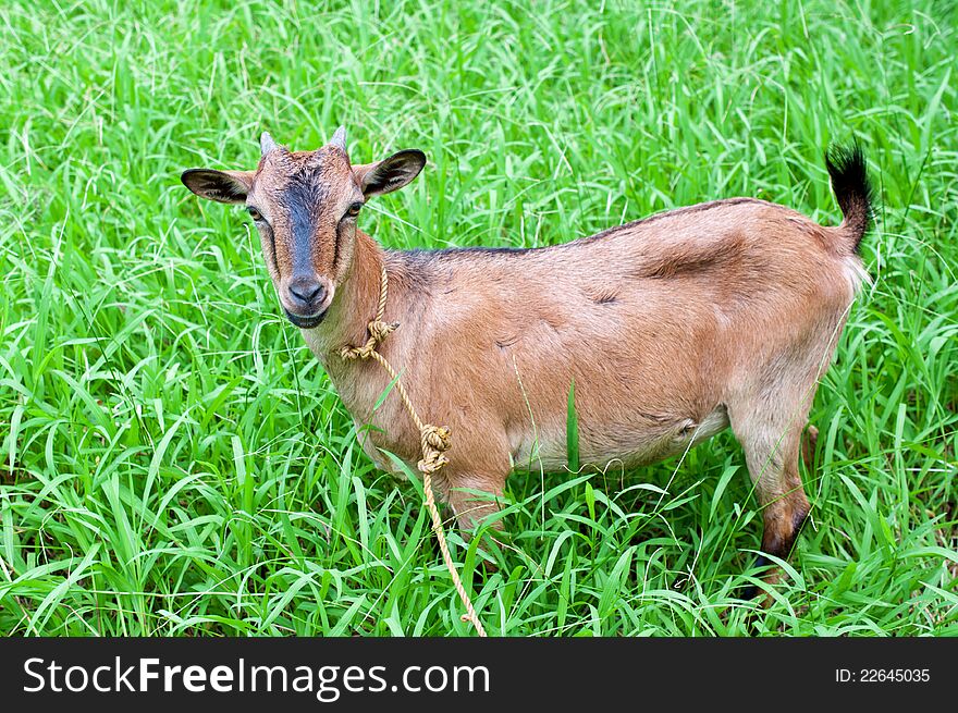 Goat On Grass Field