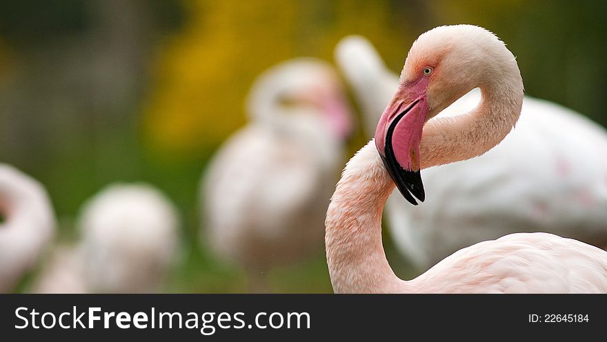 Flamingo on her nest in France