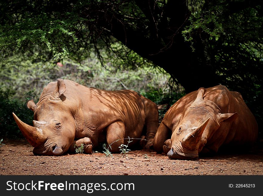 The White Rhinoceros or Square-lipped rhinoceros (Ceratotherium simum)

It has a wide mouth used for grazing and is the most social of all rhino species