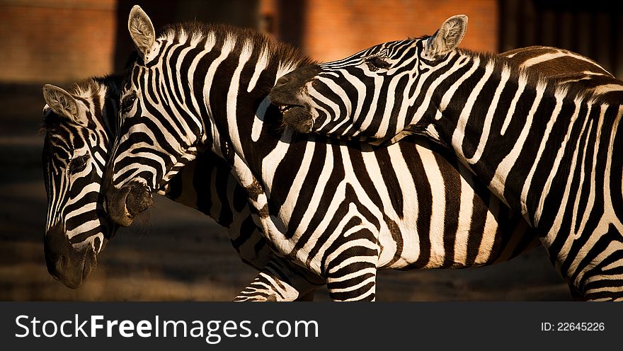 Three zebras in the park Africa.