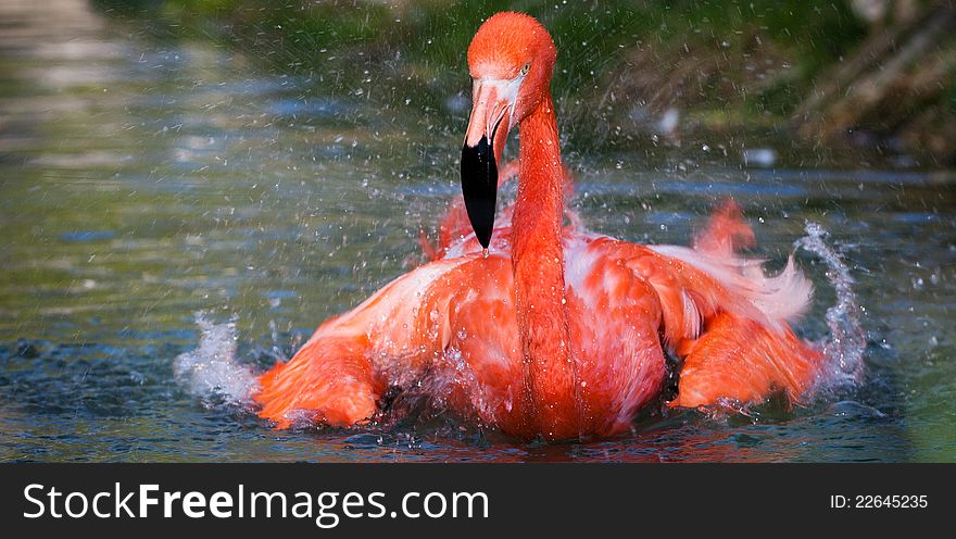 Pink flamingo in the action.