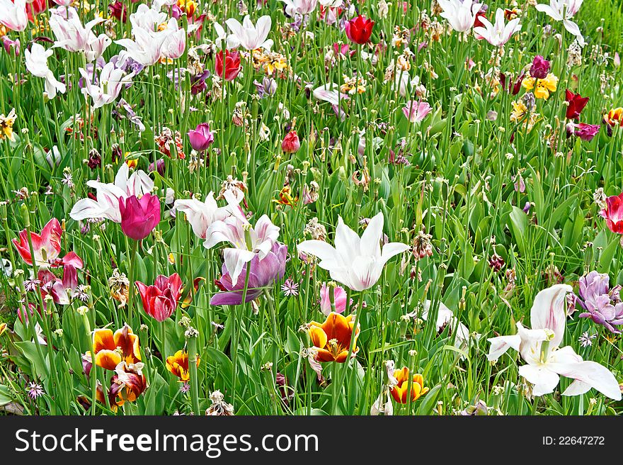 Colored tulips in a field