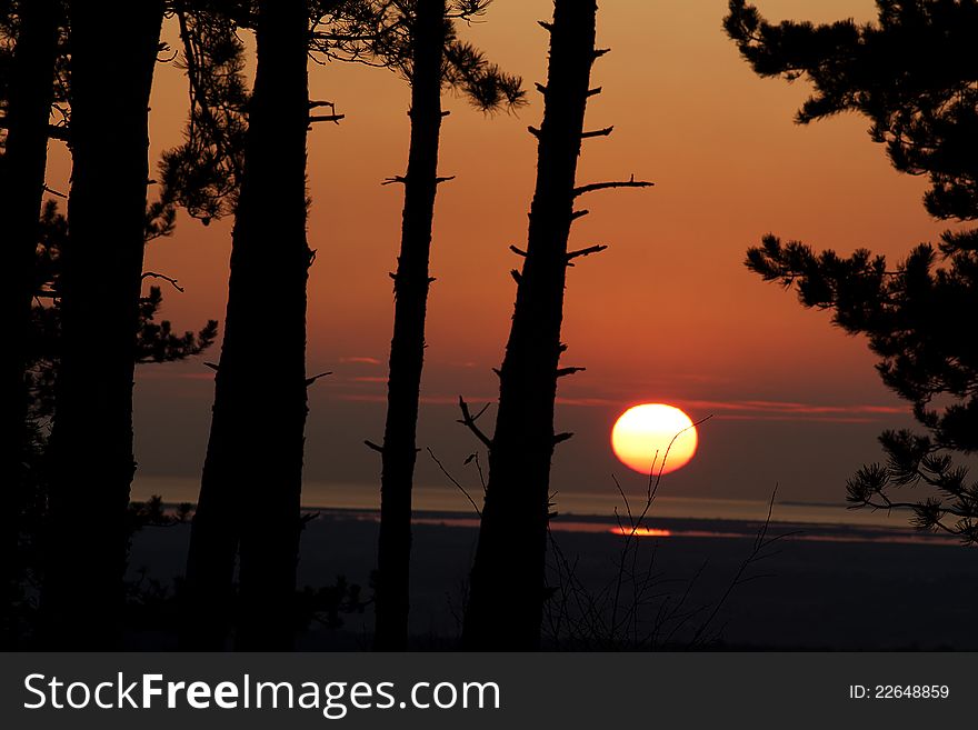 Red sunset in the woods. Silhuette of trees and branches.