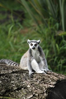 Ring-tailed Lemur Royalty Free Stock Image