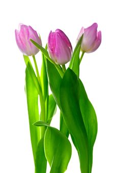 Three Beautiful Pink Tulips On White Royalty Free Stock Photos