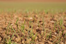 Green Shoots Stock Photography Green Shoots Stock Photography