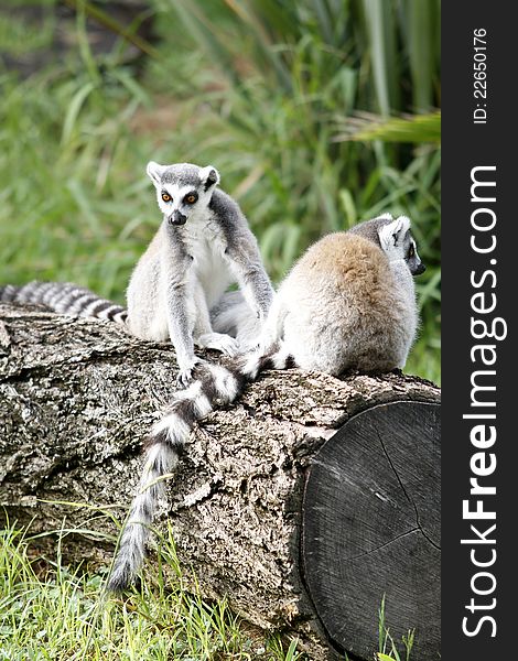 Pair Of Ring-tailed Lemur