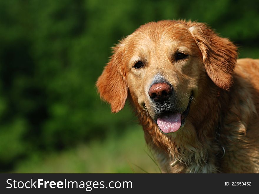 Picture of happy golden retriever. Picture of happy golden retriever
