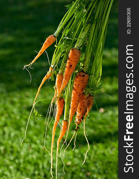 Large bunch of carrots just harvested and washed from a home garden. Copy space. Large bunch of carrots just harvested and washed from a home garden. Copy space.