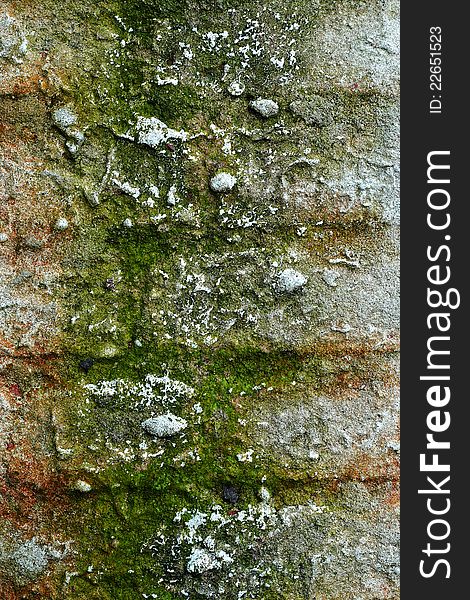 Old grunge brick wall with plaster and moss