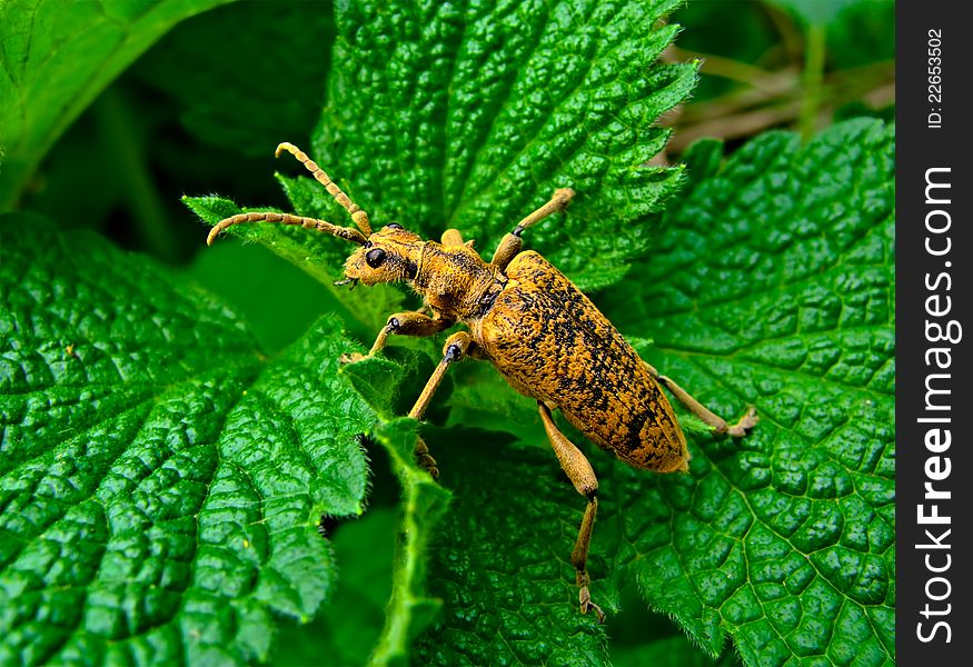 Brown bug with the long moustaches sitting on green leaves. Brown bug with the long moustaches sitting on green leaves