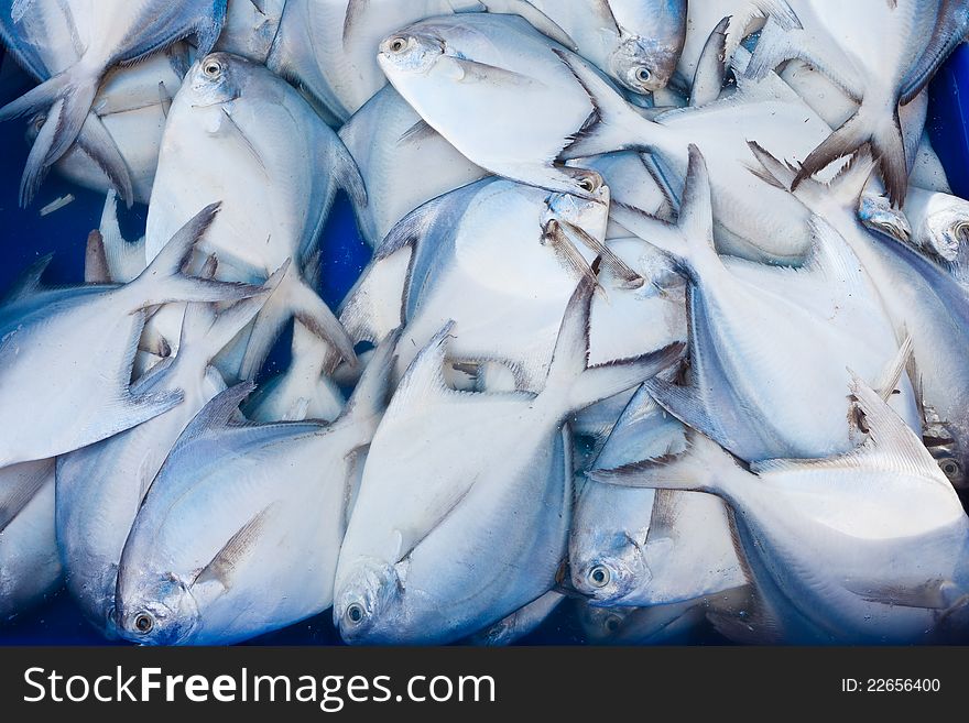 Closeup Fresh fish at the market