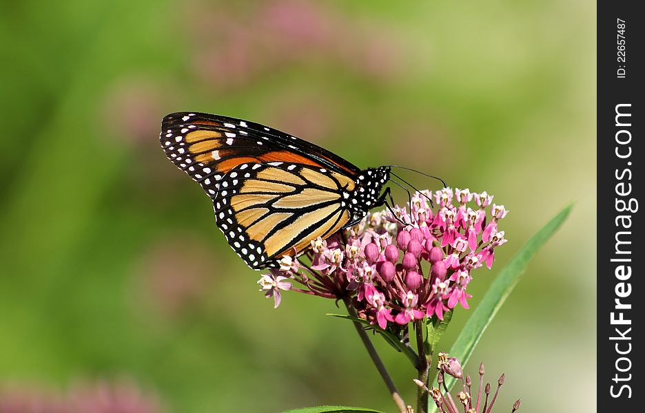Butterfly monarch sitting on the pink flower