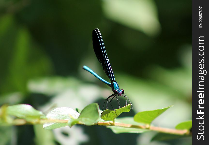 Blue dragonfly sitting on the branch