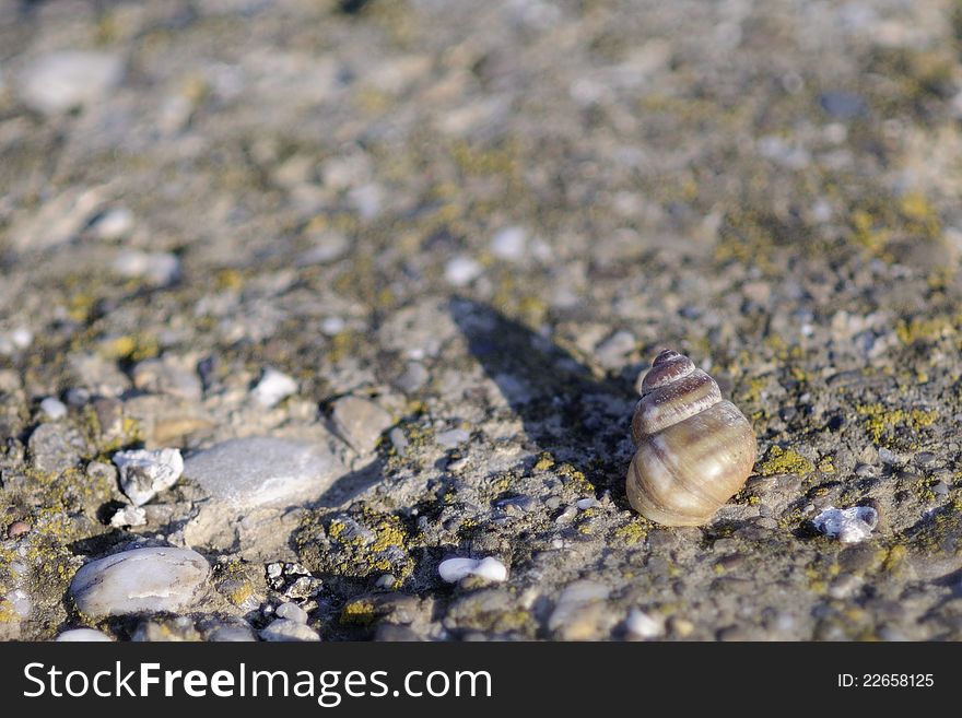 Snail resting on rocks in nature