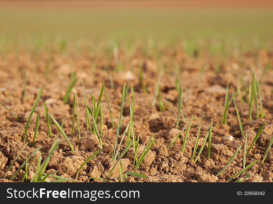 Small green shoots of fresh grass