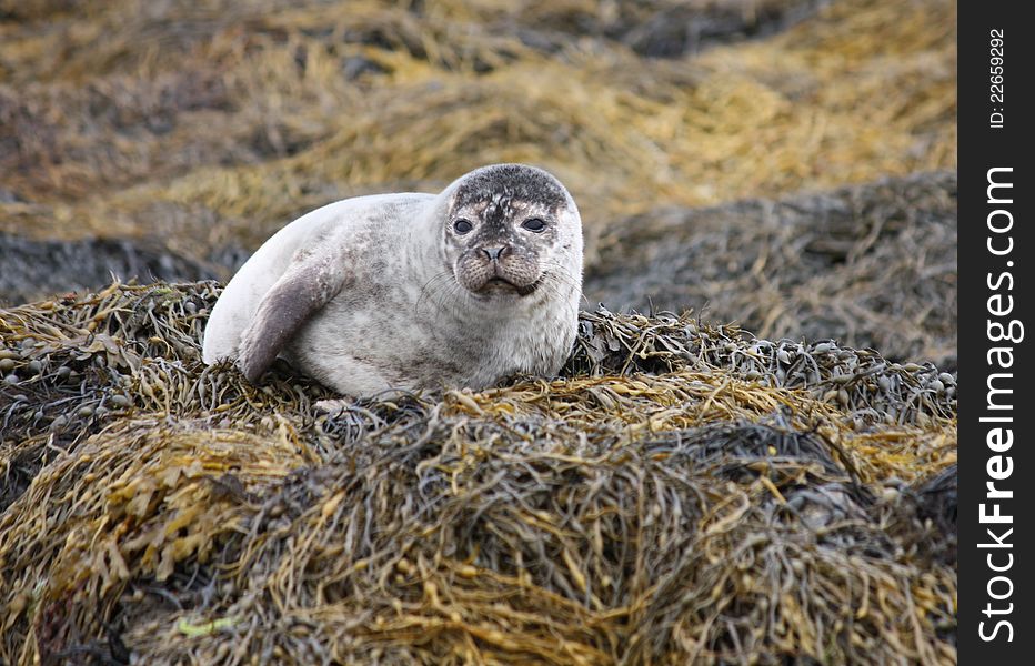 A Friendly Grey Seal on a Seaweed Covered Shoreline. A Friendly Grey Seal on a Seaweed Covered Shoreline.