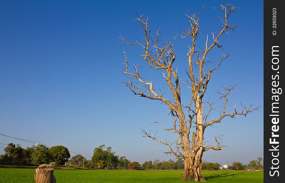 Dried dead trees, which are often seen in paddy fields of Thailand. Dried dead trees, which are often seen in paddy fields of Thailand.