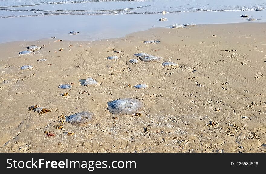 Jellyfish on the Mediterranean beaches of Israel