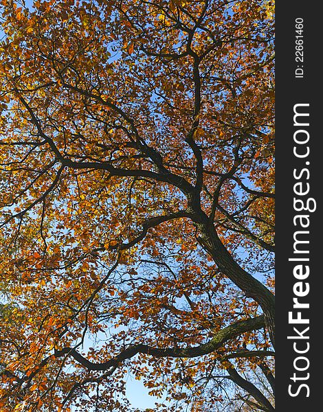Bright autumn leaves, blue sky in the background