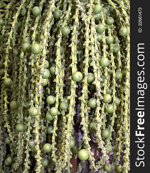 The green young fruits of the palm tree hanging close up. The green young fruits of the palm tree hanging close up