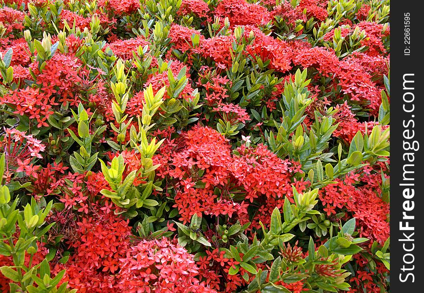 Tropical flowers Red Ixora coccinea (or Jungle Geranium, Flame of the Woods, and Jungle Flame) Blur background. Tropical flowers Red Ixora coccinea (or Jungle Geranium, Flame of the Woods, and Jungle Flame) Blur background